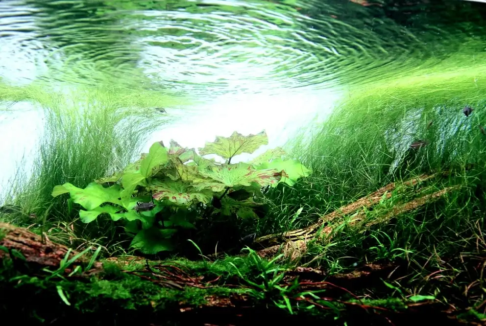 Some problem with fish in the Aquarium Contest