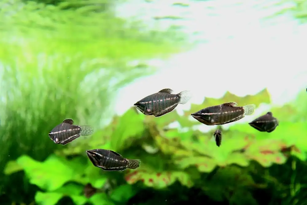 Some problem with fish in the Aquarium Contest