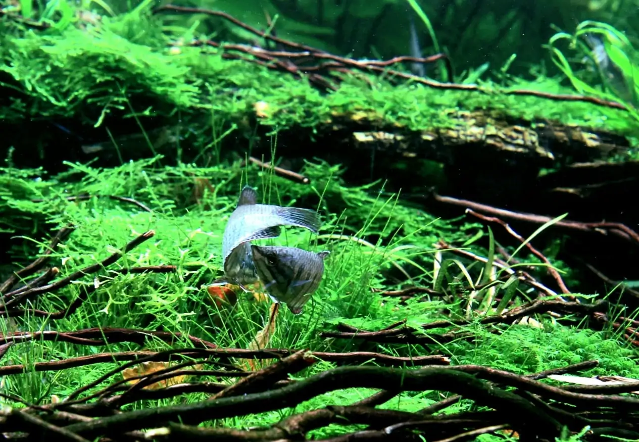 Some problem with fish in the Aquarium Contest