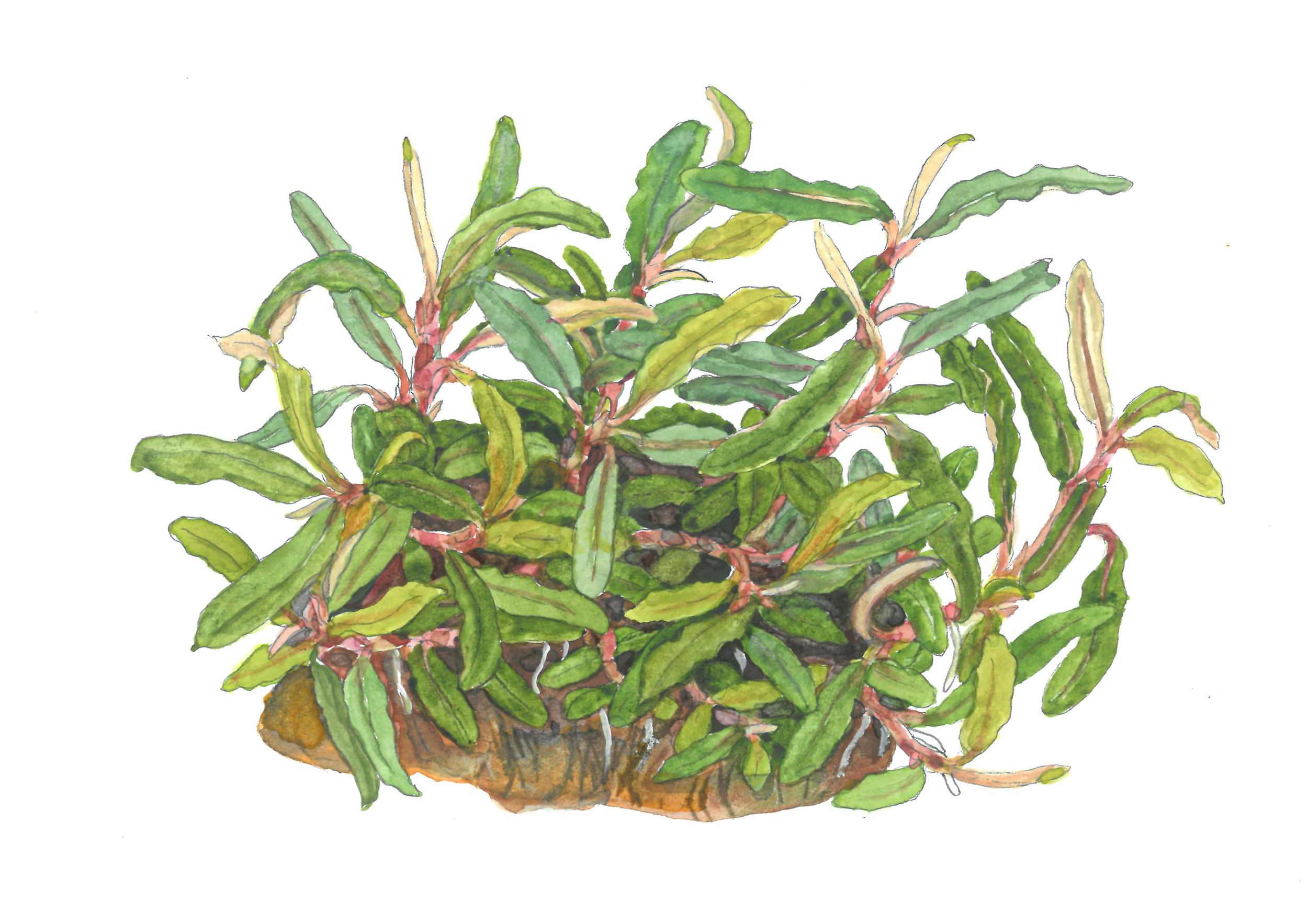 Bucephalandra sp. (Needle Leaf)
