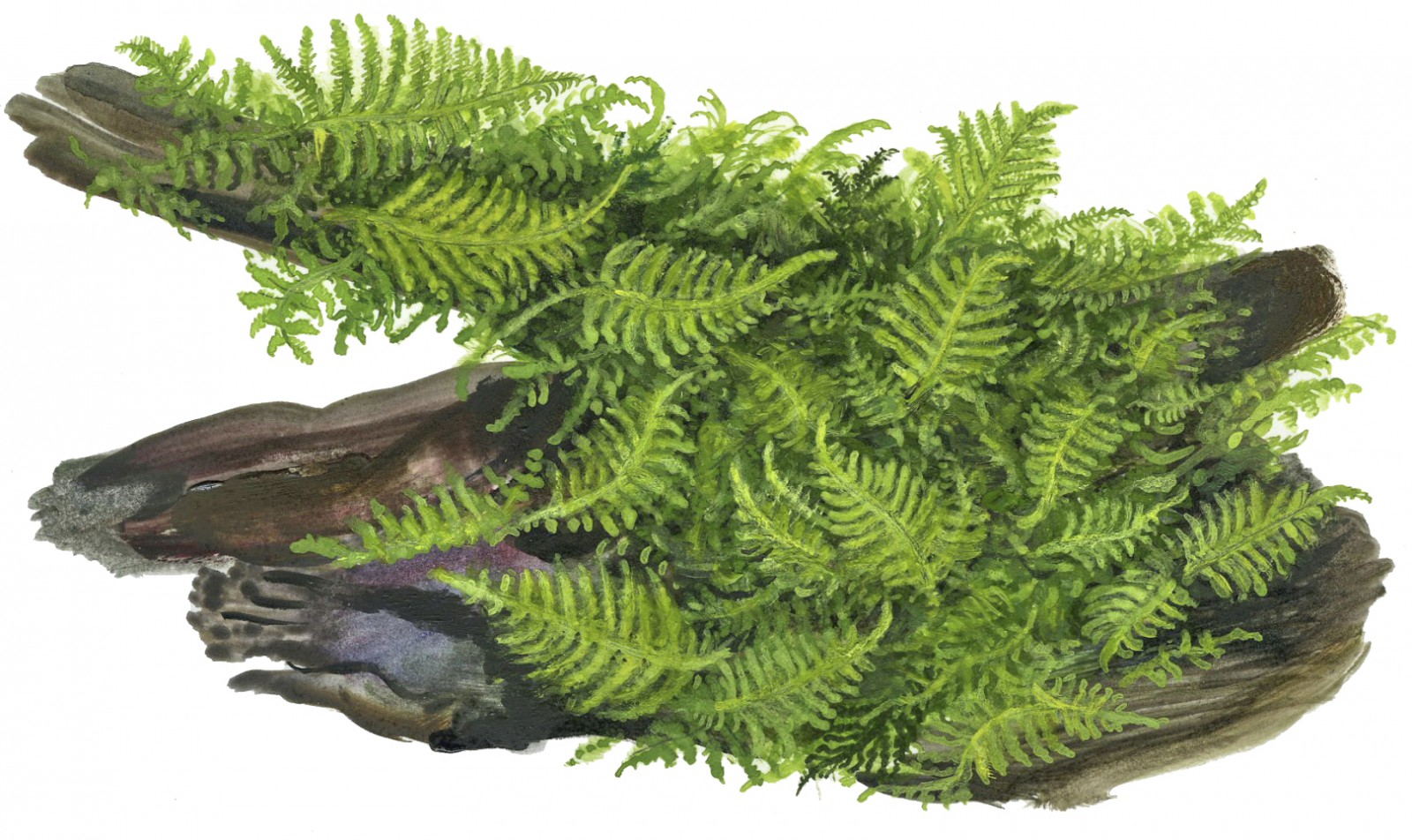 Aquascaping Utility