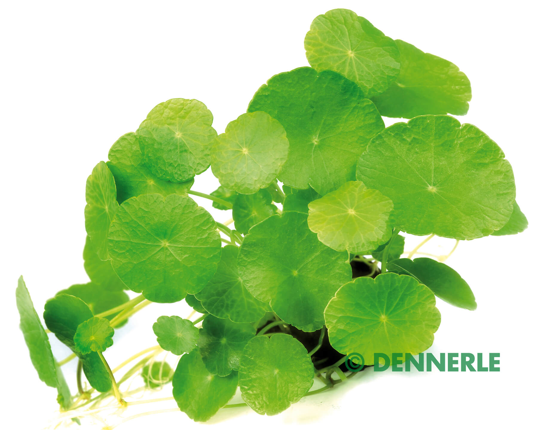 Brazilian Pennywort: The Versatile Trailing Plant