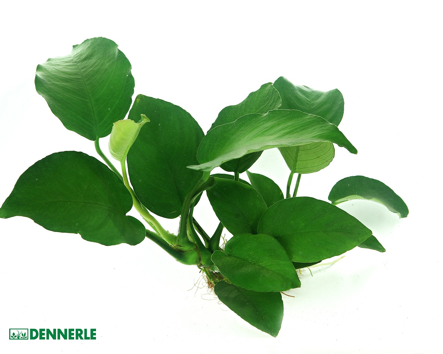 Anubias barteri: The Ultimate Low-Light Anchor
