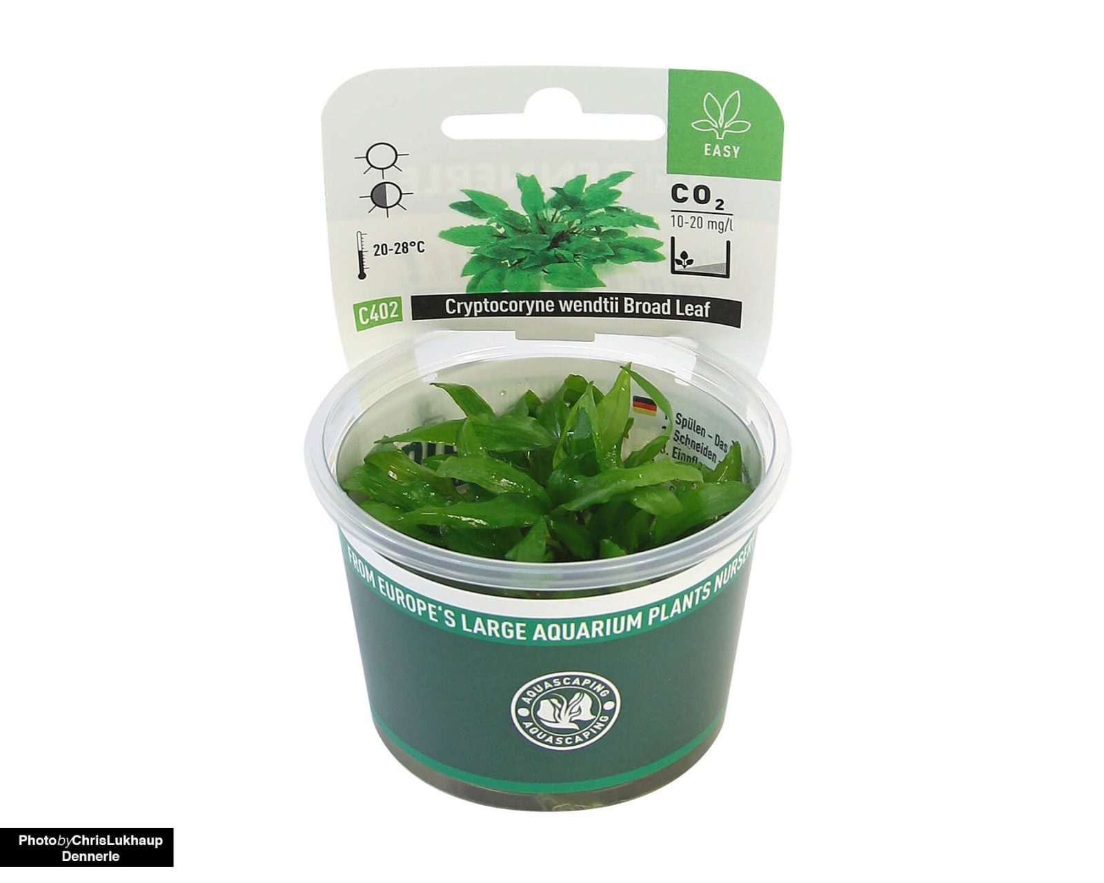Cryptocoryne wendtii: Versatile Substrate Rooting