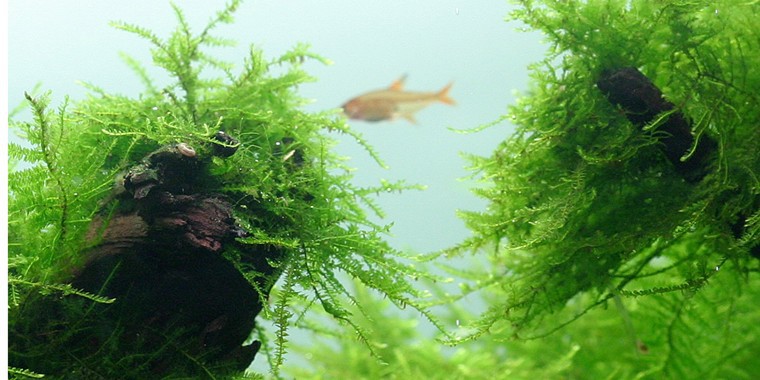 Java Moss: A Carpet for Nano Inhabitants