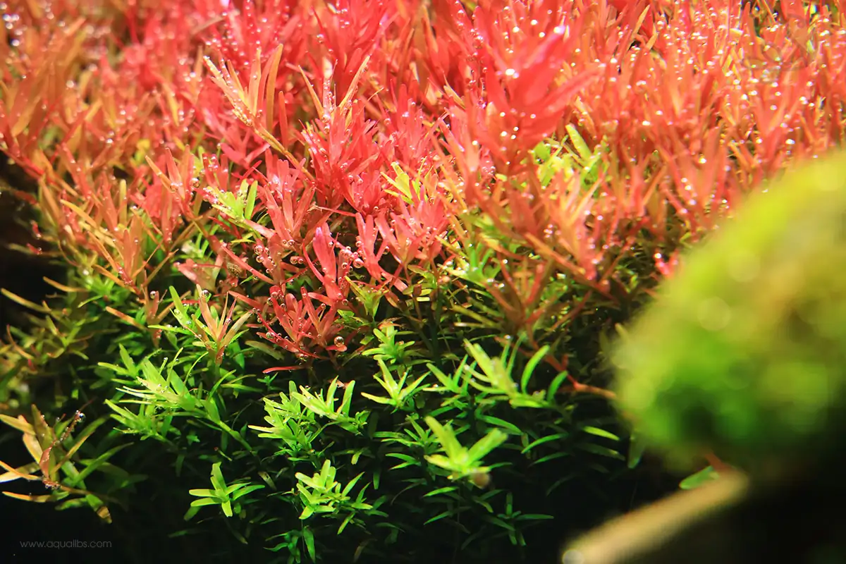 Full guide - How to growing thriving aquatic plants in your aquarium