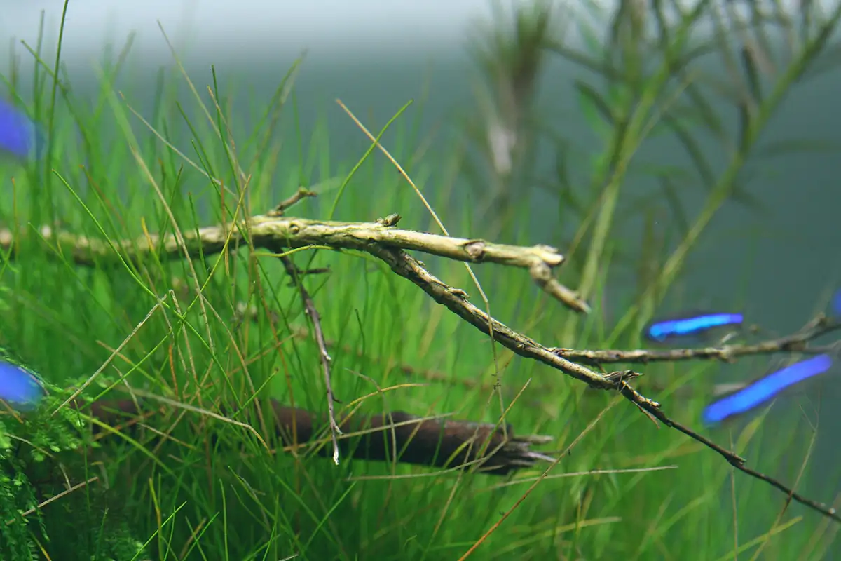 Cliff Hui Famous Scaper