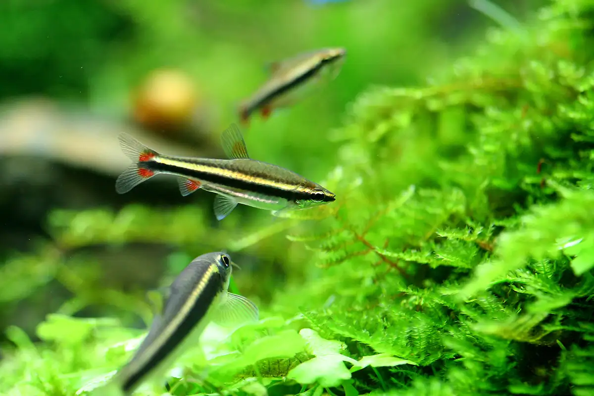 Cliff Hui Famous Scaper