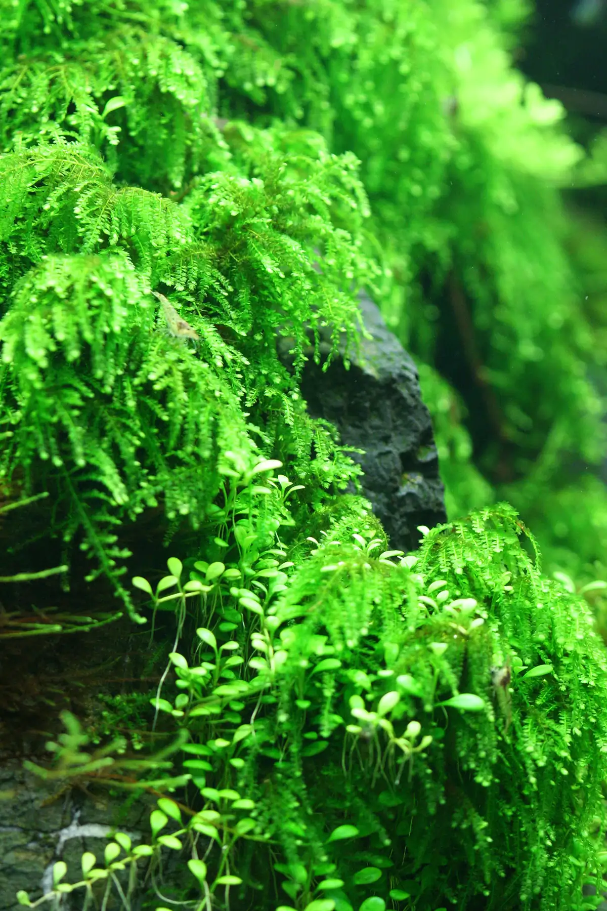 Cliff Hui Famous Scaper