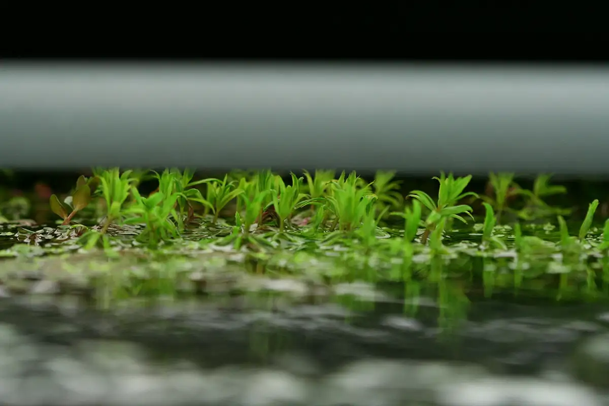 Cliff Hui Famous Scaper