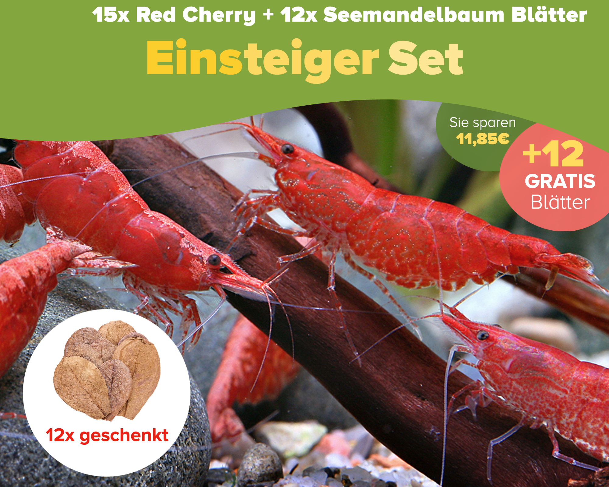 Red Cherry Shrimp: The Classic Beginner Choice