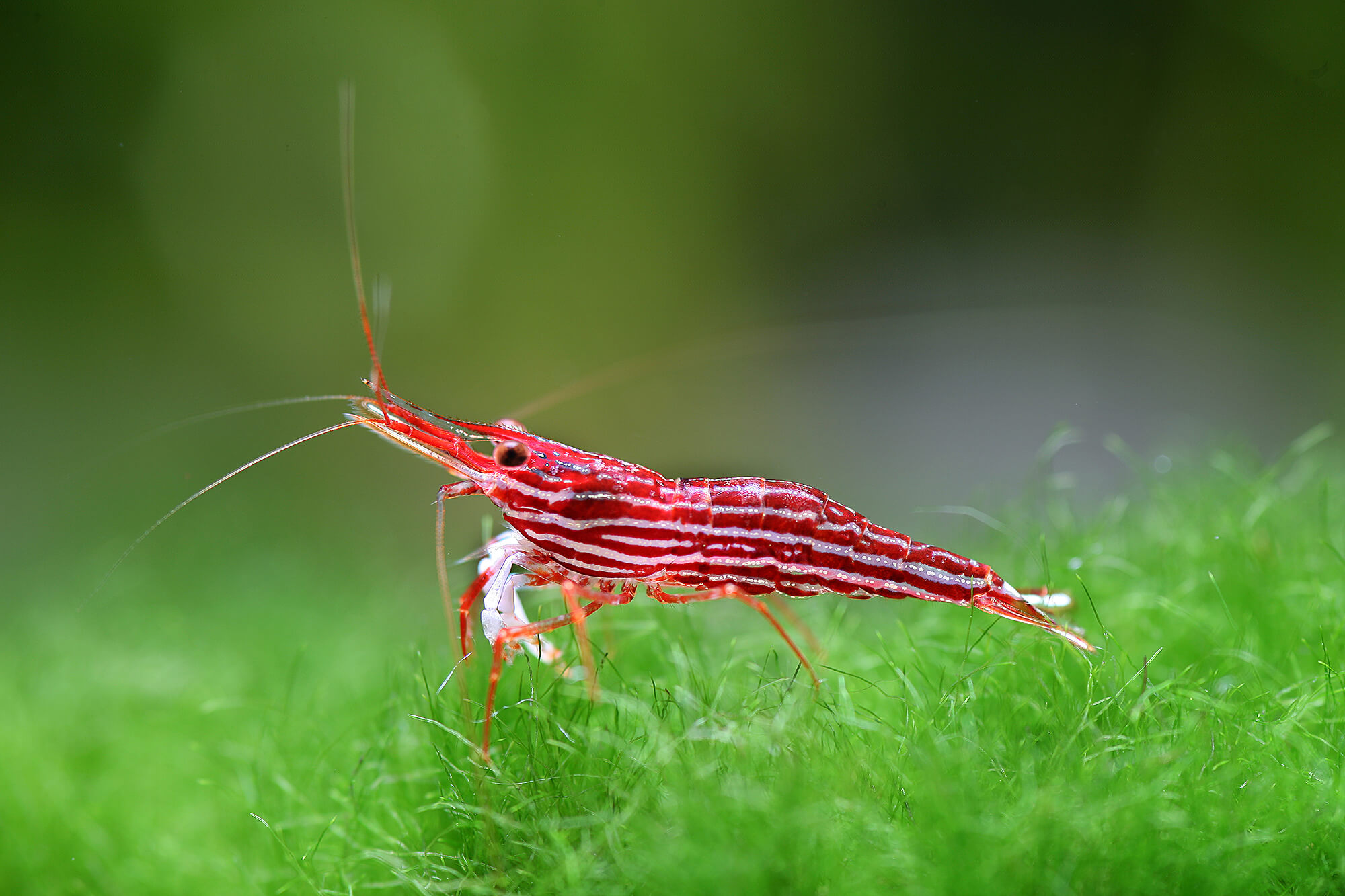 Taxonomy and Identification