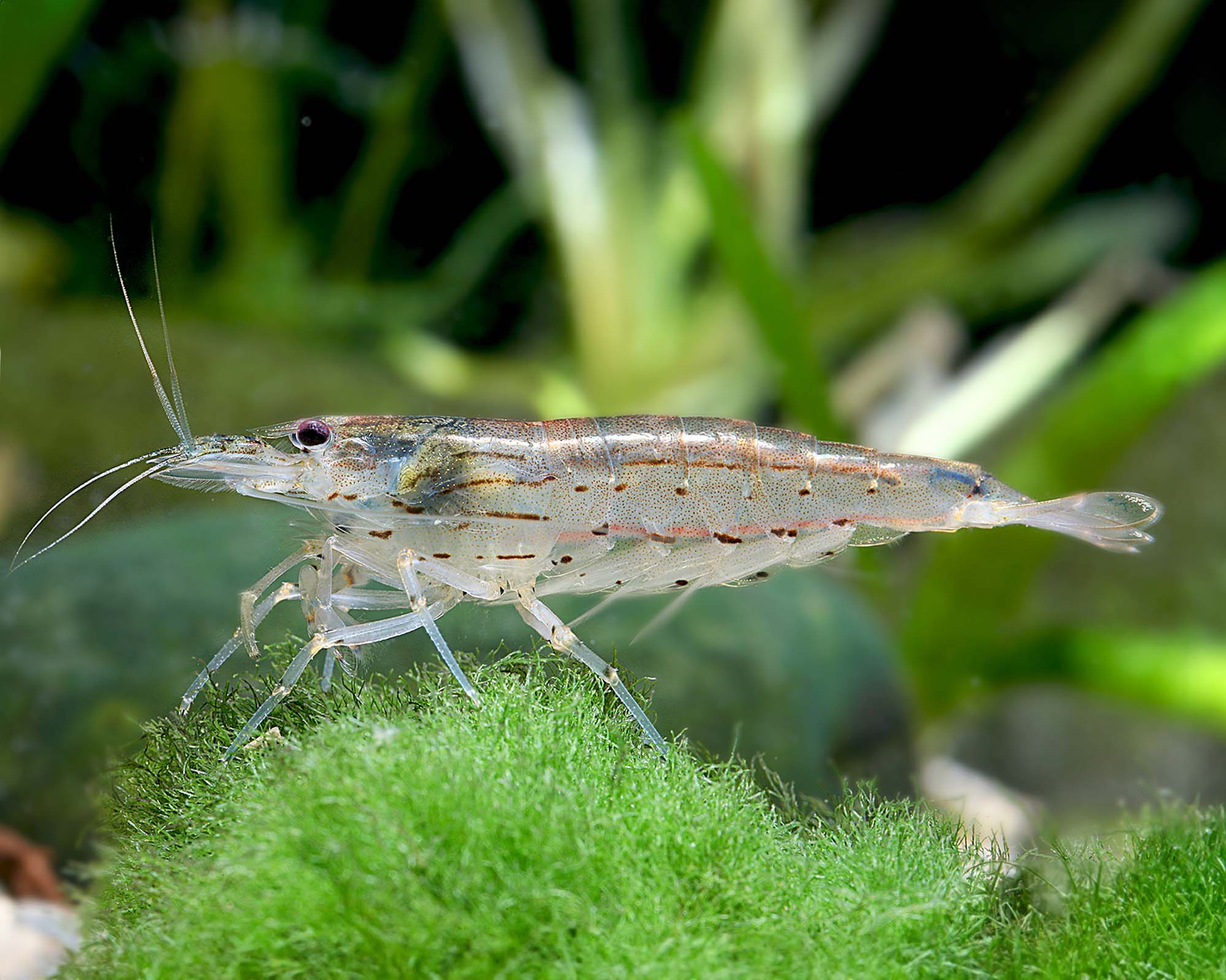 Amano shrimp bring a different compatibility trade-off