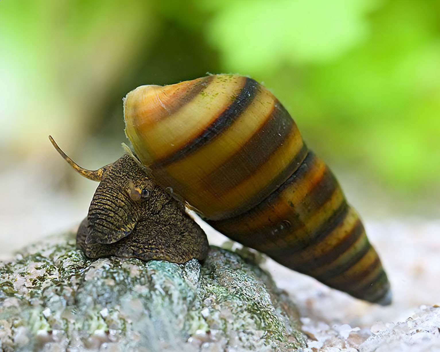 Taxonomy and Habitat