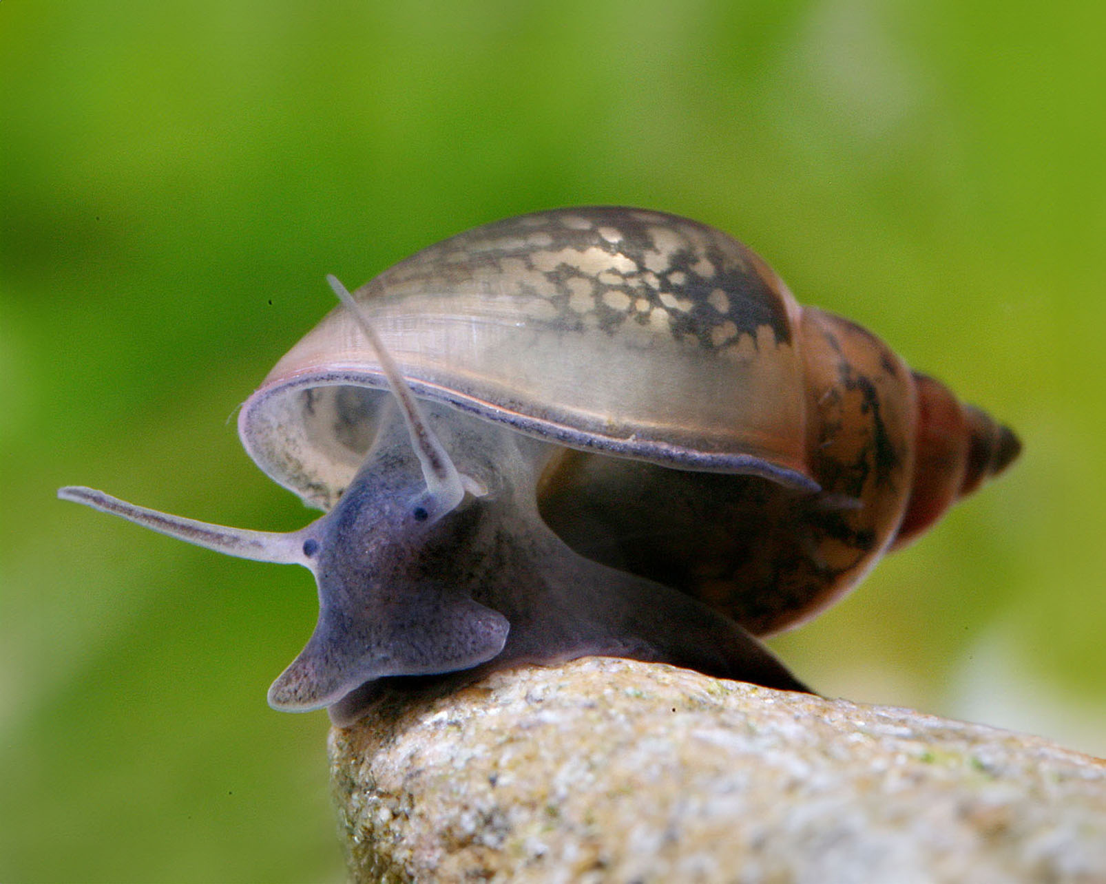 Start by identifying the snail before trying to control it