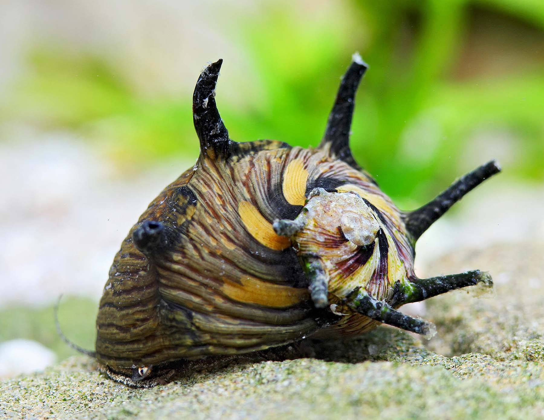 Staghorn Snail for Variety