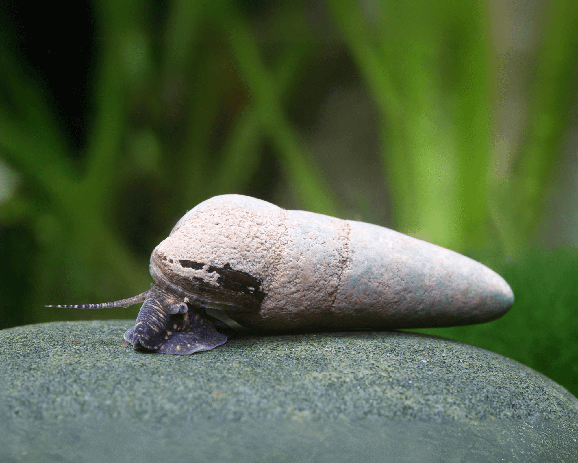 Slow live-bearing snails need a different population plan