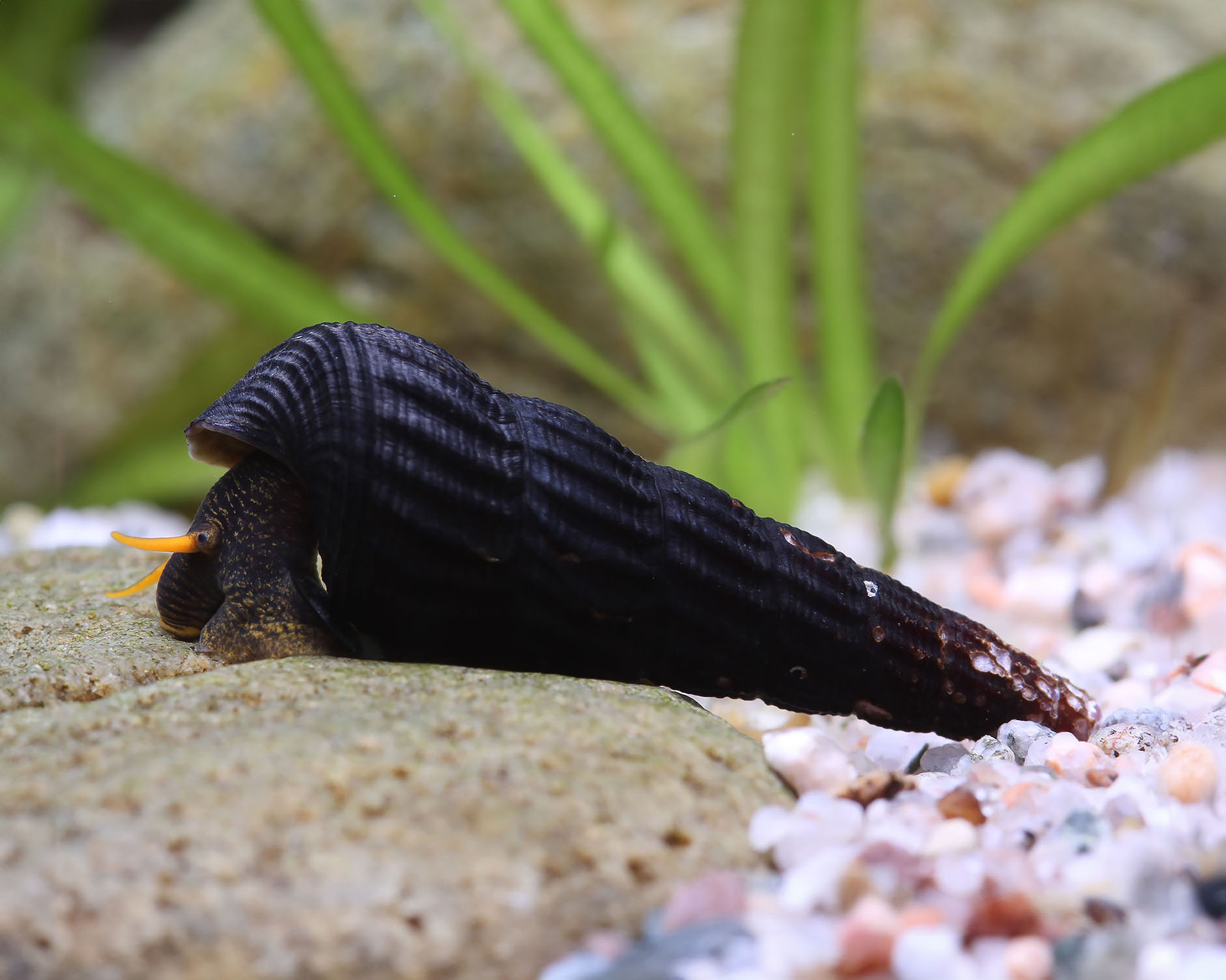 The Robust Tylomelania Snail