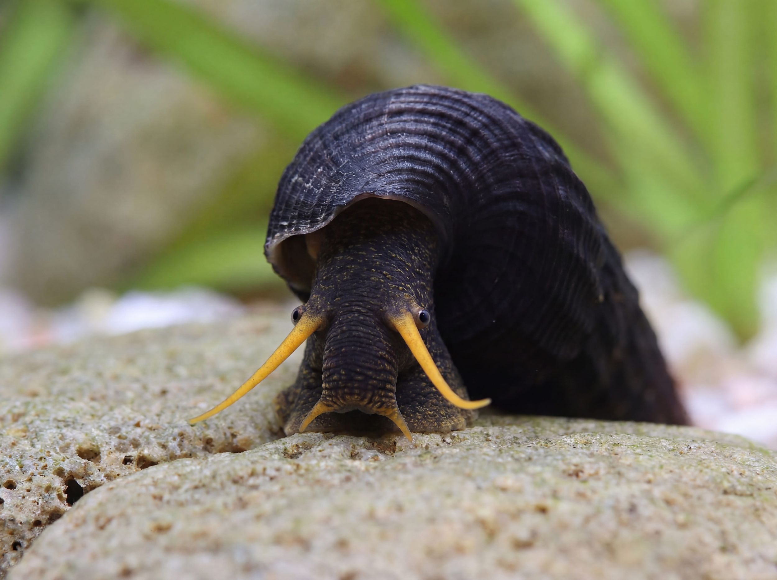 Image of gelbe perlhuhnschnecke tylomelania sp. yellow