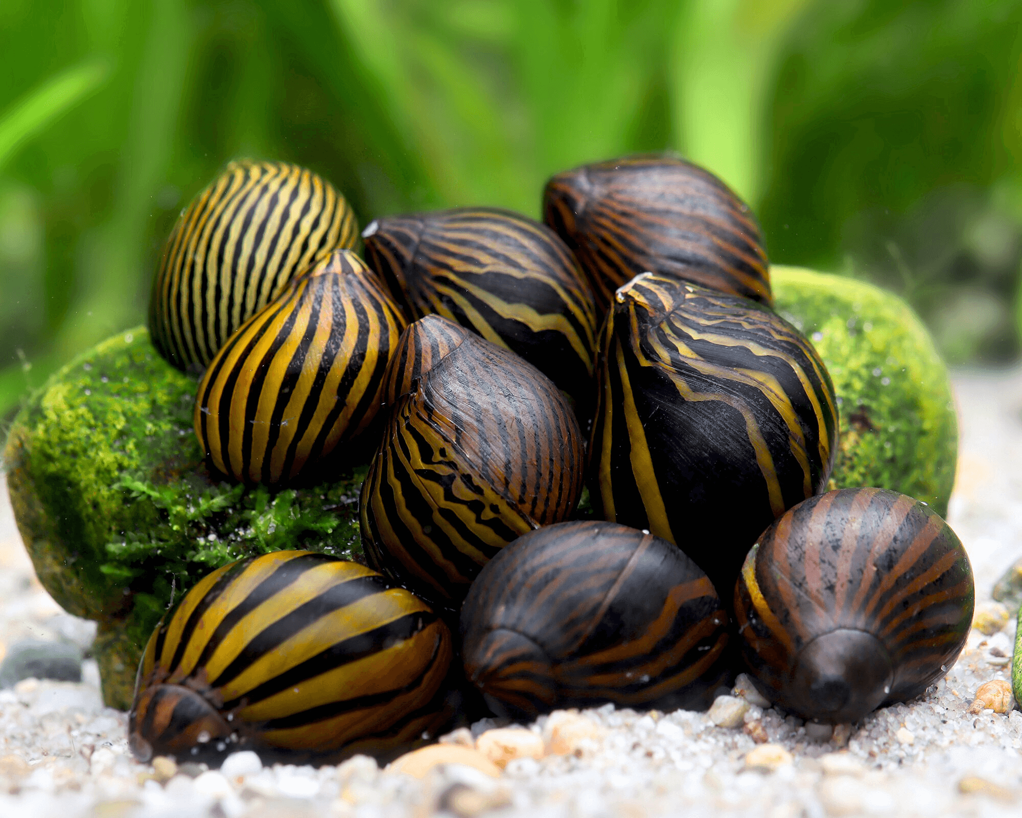 The Efficient Algae Hunter: Zebra Racing Snail